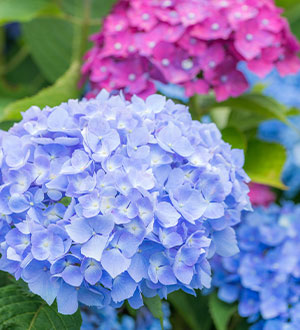 自然・花めぐり