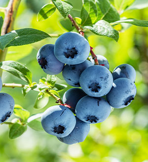 フルーツ狩り・体験