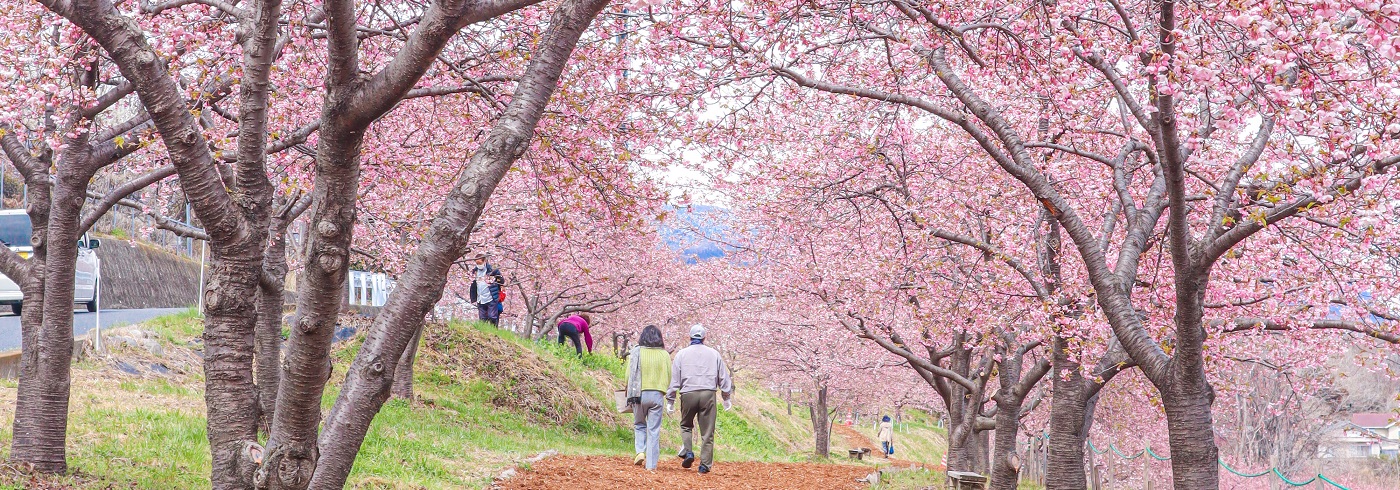 かわづ桜の丘白井