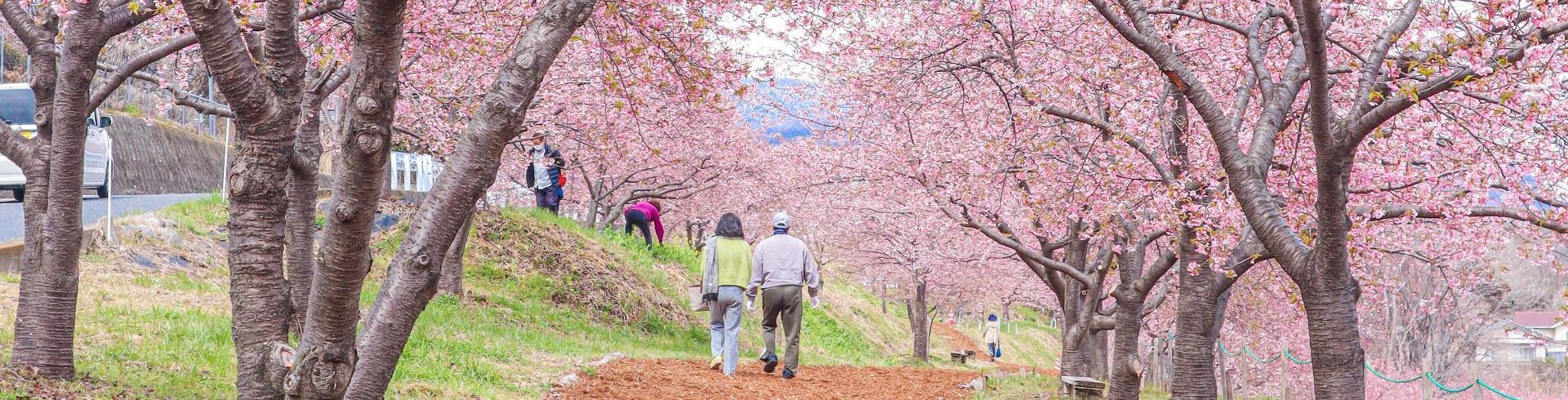かわづ桜の丘白井