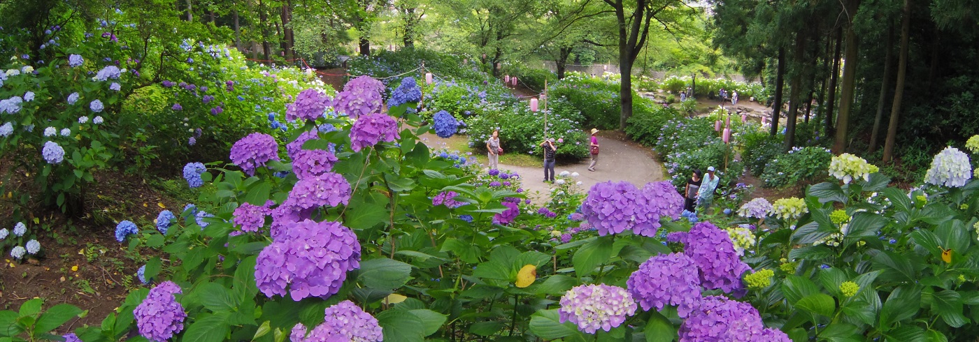 小野池あじさい公園