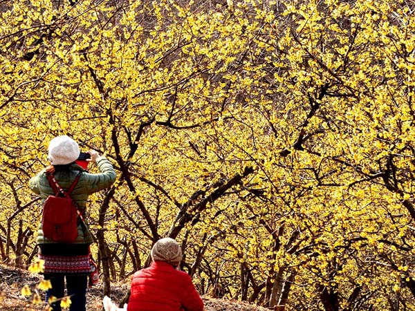 ロウバイの郷こもち