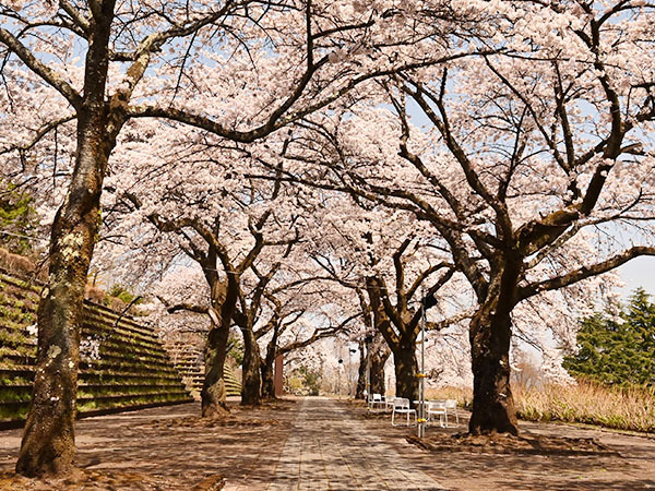 渋川市総合公園の桜