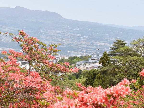 長峰公園のツツジ