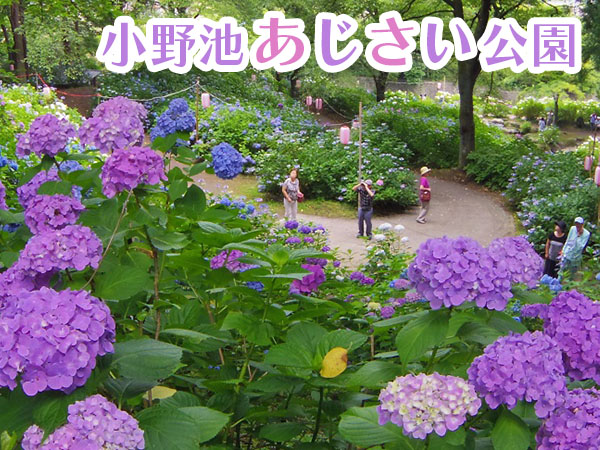 小野池あじさい公園