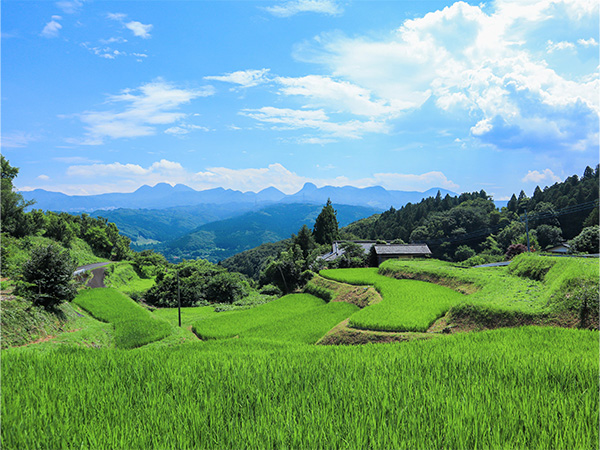 小野上地区の棚田