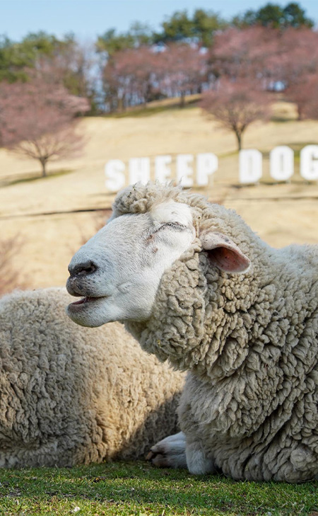 伊香保グリーン牧場の羊