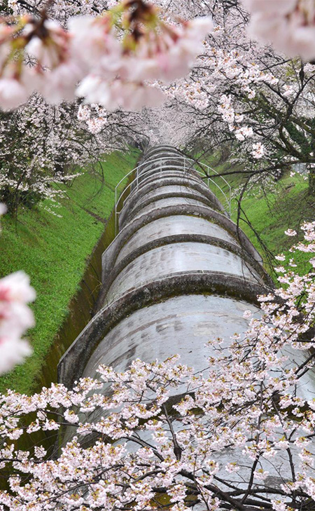 佐久発電所の桜