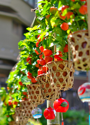 伊香保石段街の風鈴とホオズキ