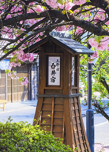 白井宿八重ざくら