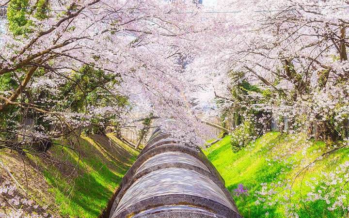 佐久発電所の桜