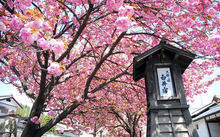 白井宿八重ざくら