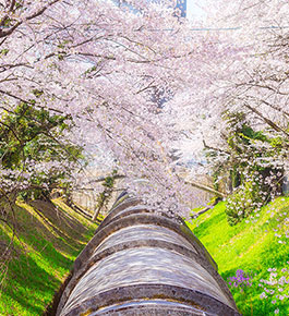 佐久発電所の桜
