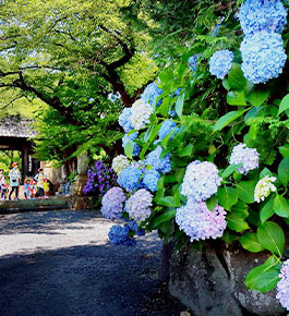 あじさい