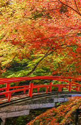河鹿橋の紅葉